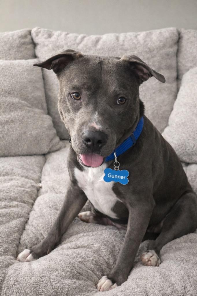 Enlarge Gunner, a Adoptable Pit Bull Terrier in Centralia, IL image 2/3