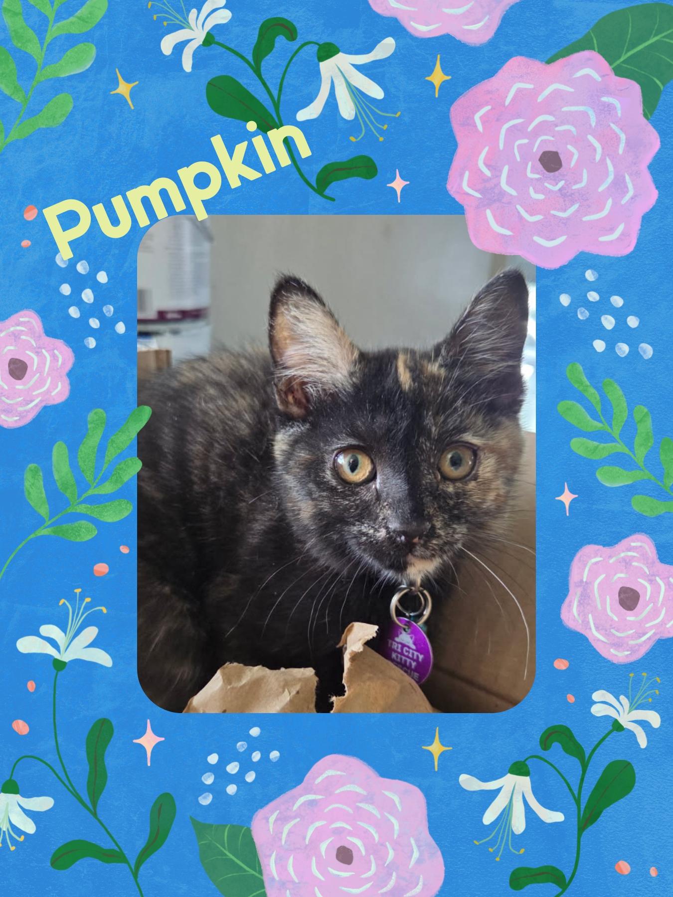 Pumpkin