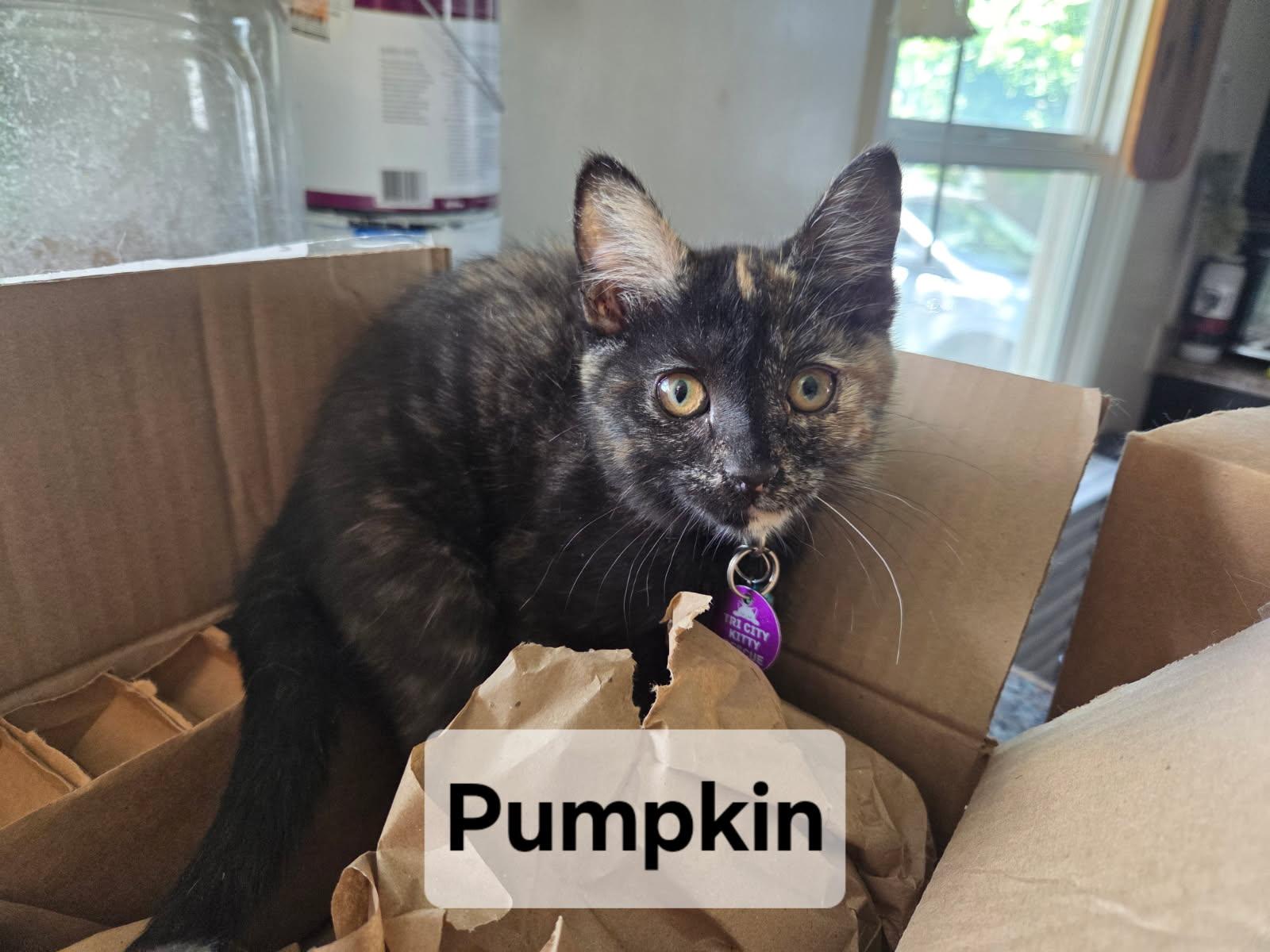 Pumpkin