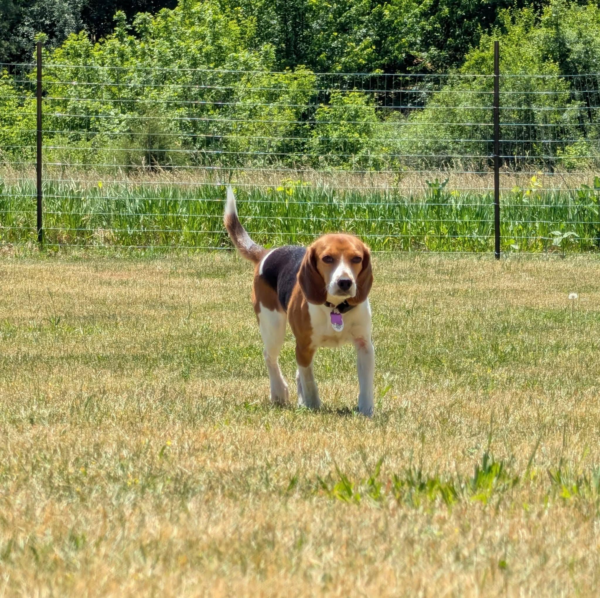 Phoenix, a Adoptable Beagle in Whitewater, WI image 2/6