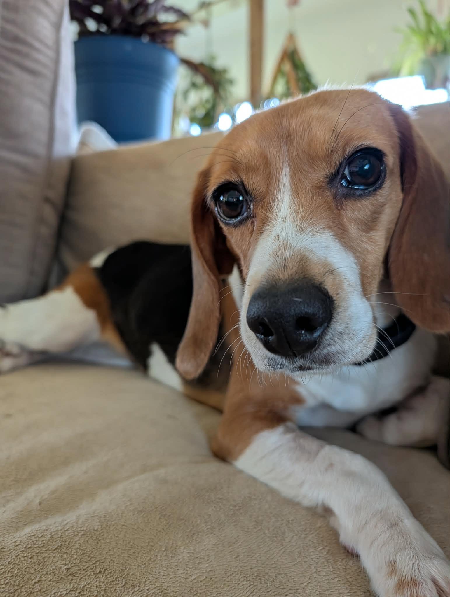 Phoenix, a Adoptable Beagle in Whitewater, WI image 3/6