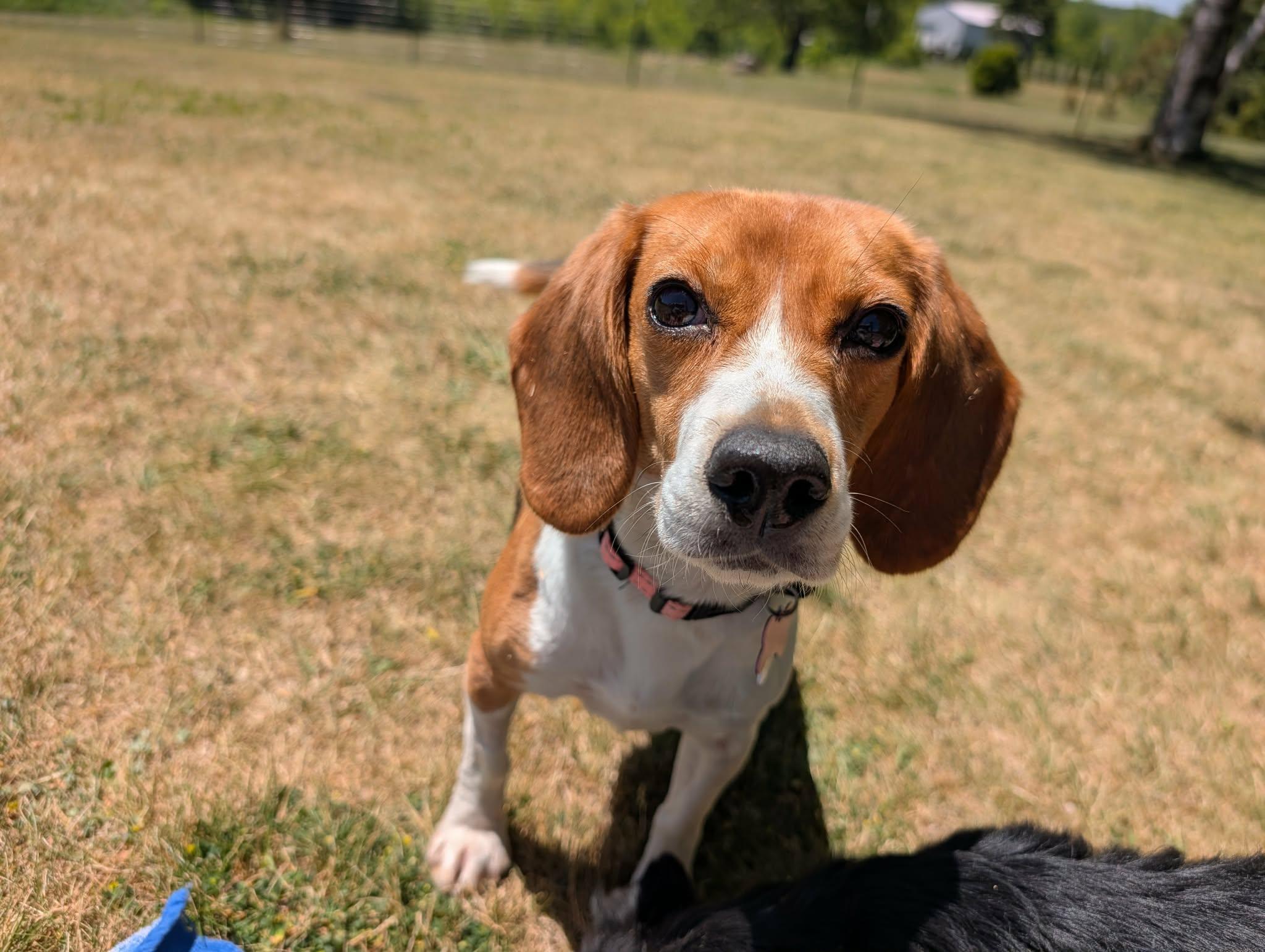 Phoenix, a Adoptable Beagle in Whitewater, WI image 5/6
