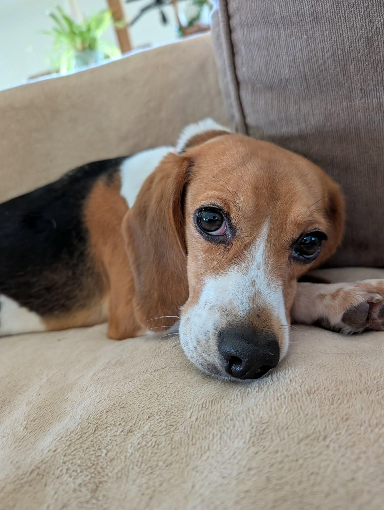 Phoenix, a Adoptable Beagle in Whitewater, WI image 6/6