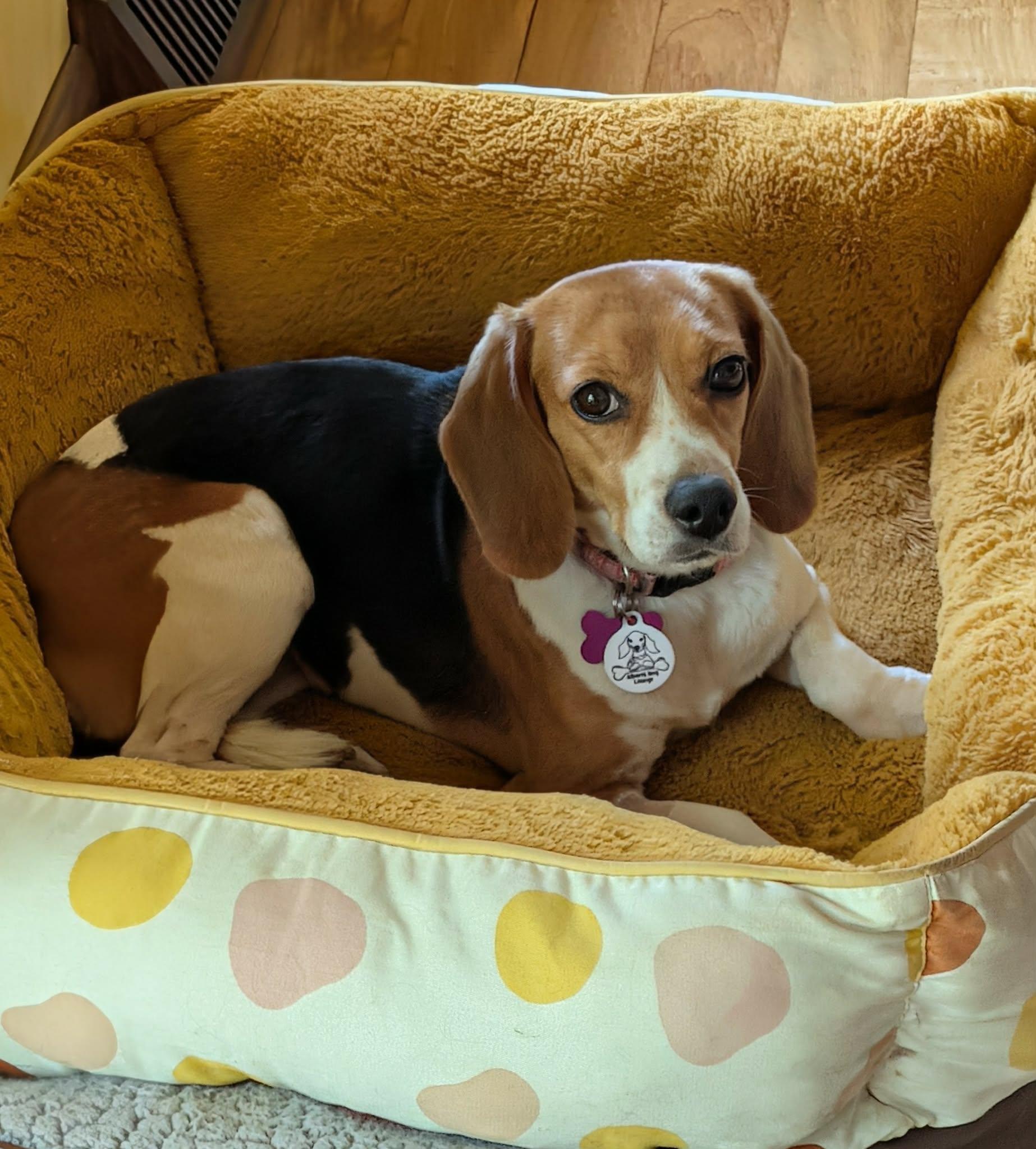 Phoenix, a Adoptable Beagle in Whitewater, WI image 4/6
