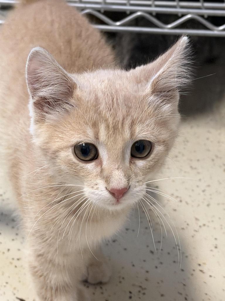 Lars, Adoptable, Young Male Domestic Short Hair.