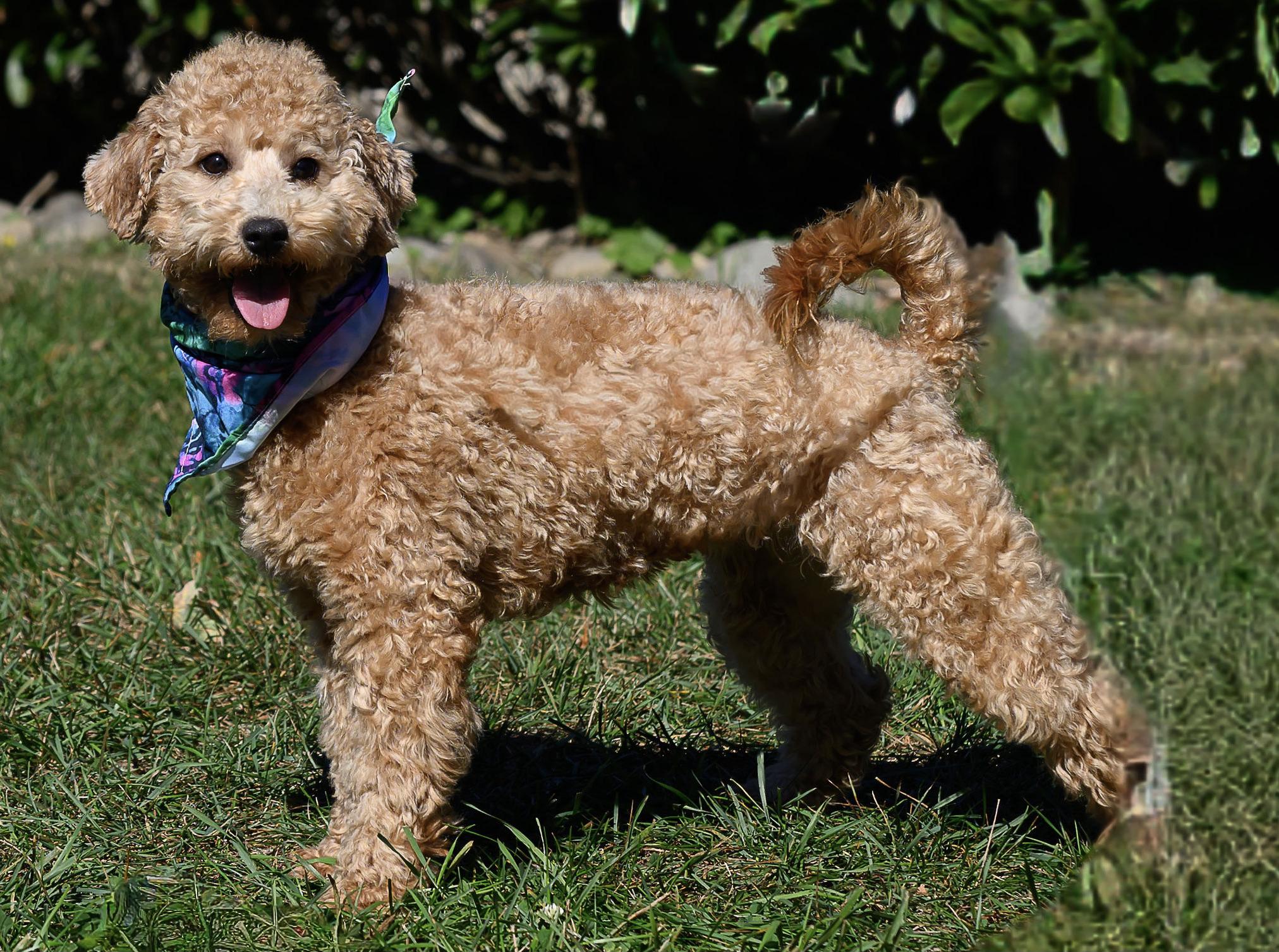 Apple, Adopted, Puppy Female Goldendoodle.