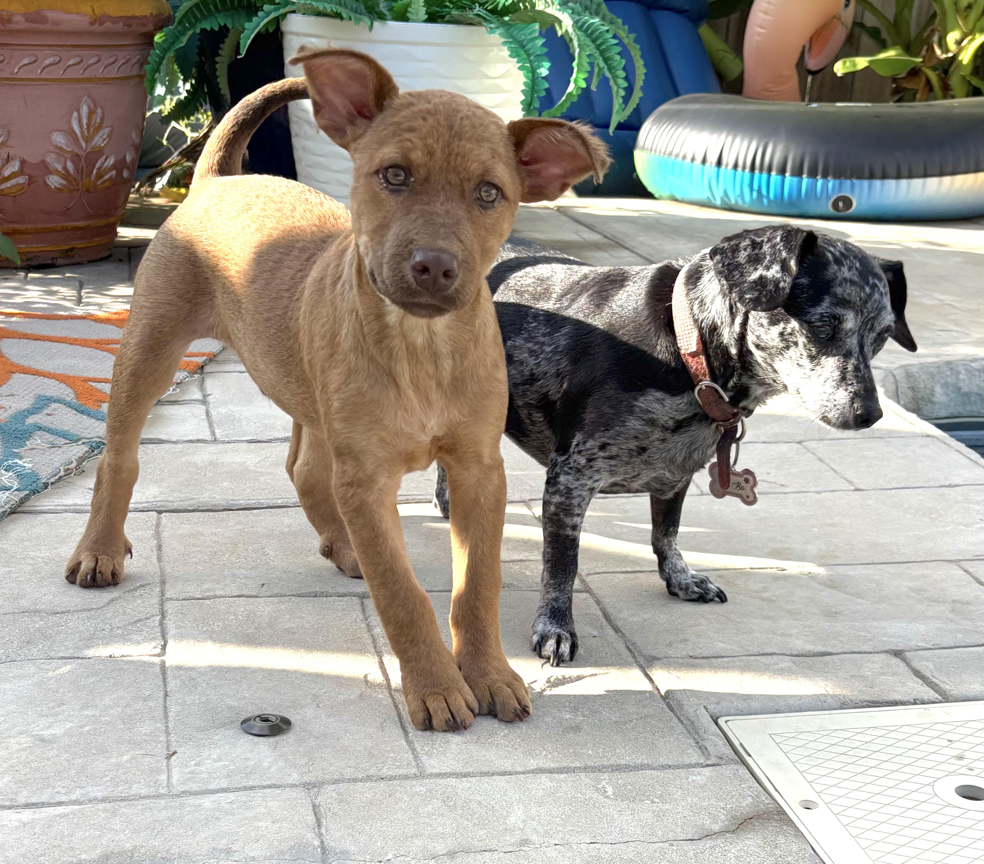 Enlarge Chance, a Adoptable mixed breed in Chatham, NJ image 5/6
