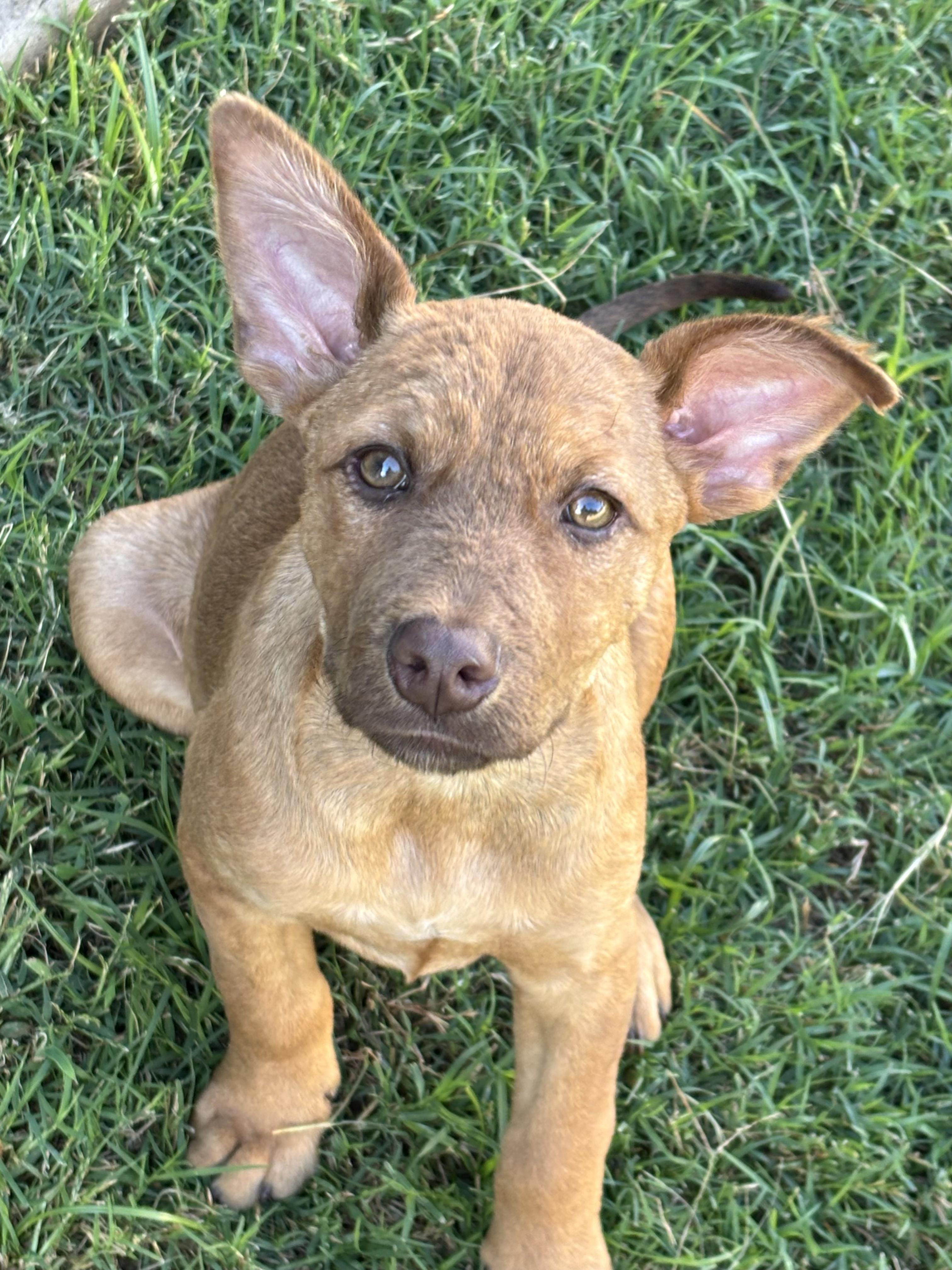 Chance, Adoptable, Puppy Male Shepherd & Terrier.
