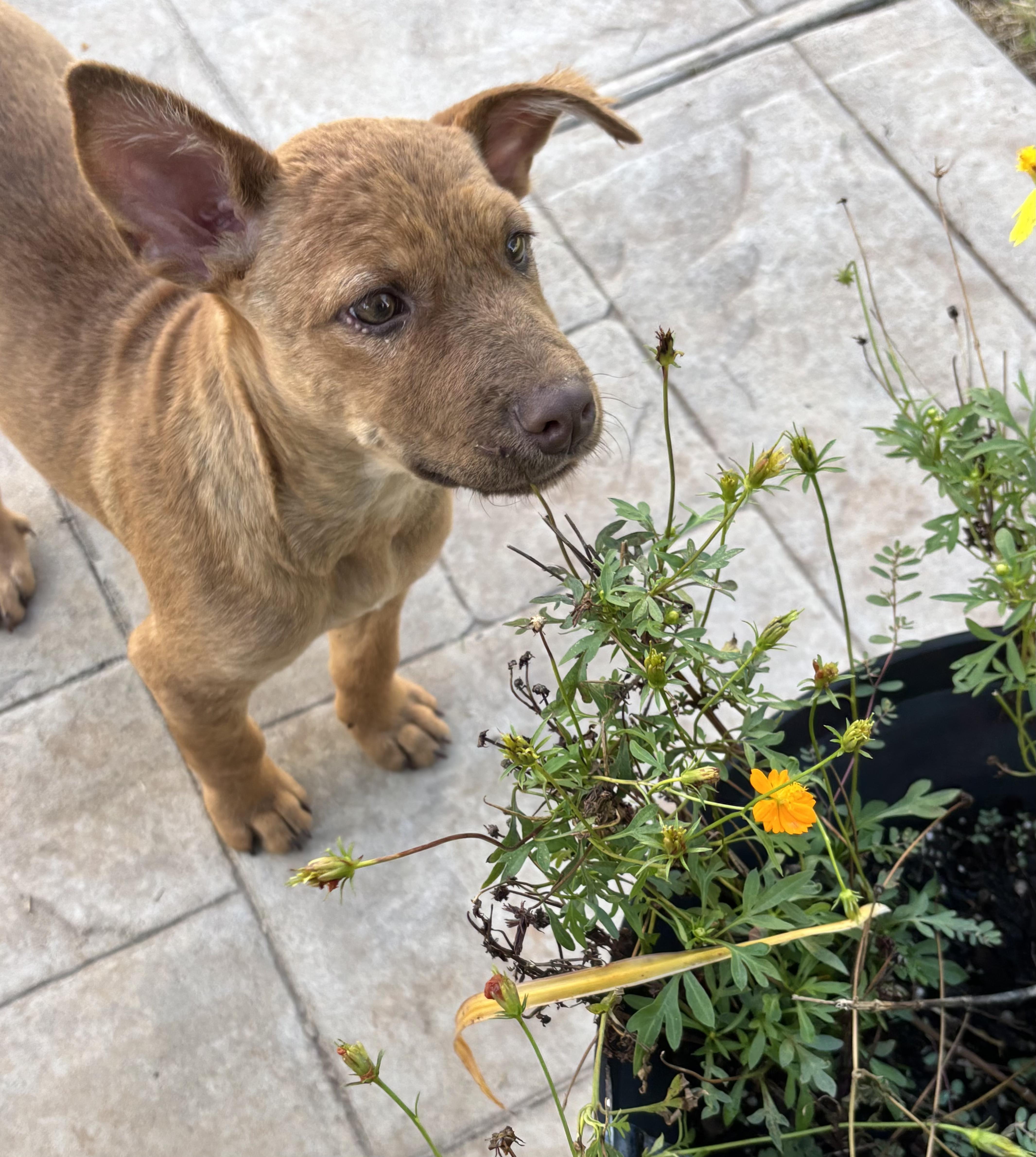 Enlarge Chance, a Adoptable mixed breed in Chatham, NJ image 4/6