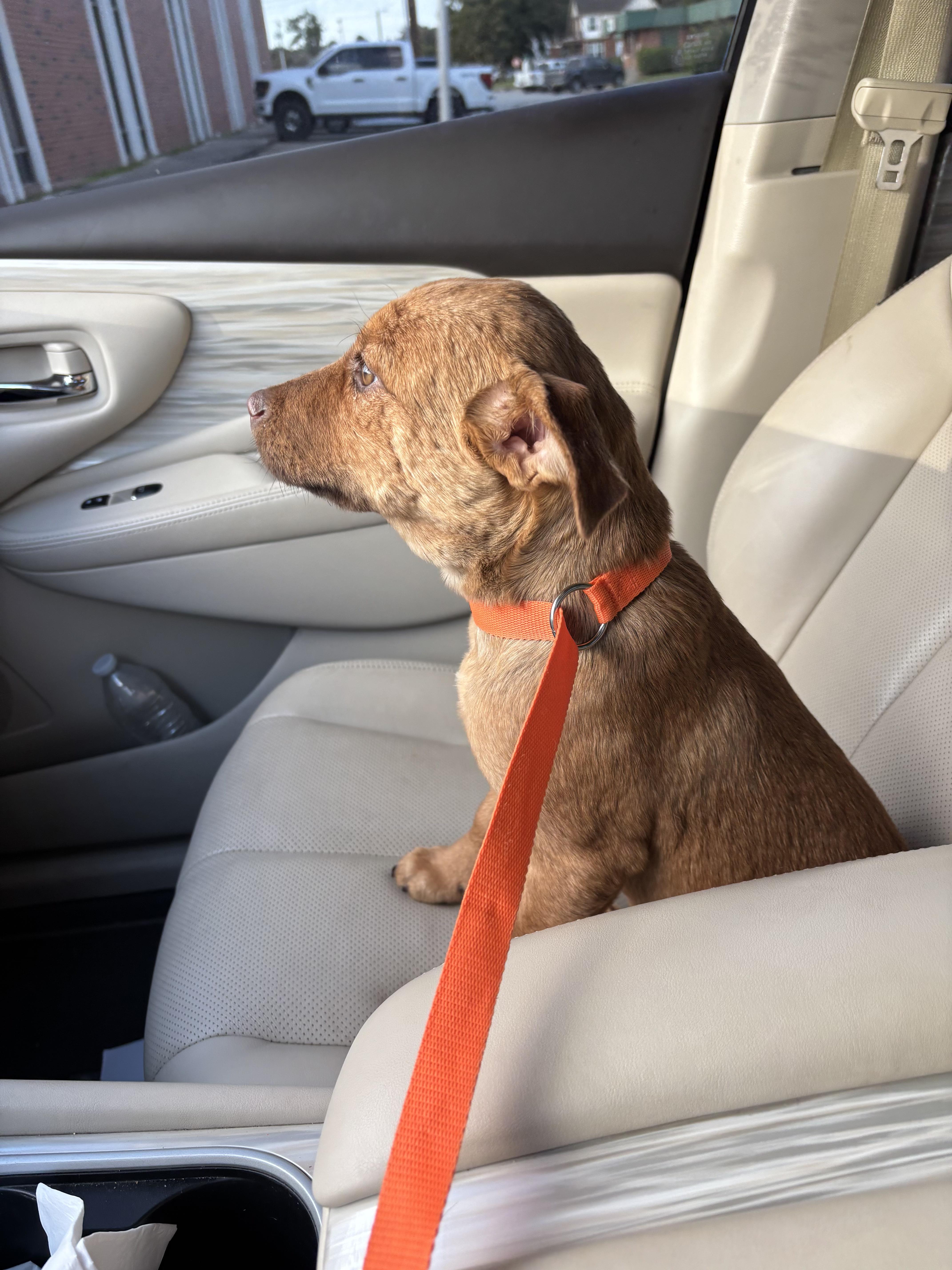 Enlarge Chance, a Adoptable mixed breed in Chatham, NJ image 2/6
