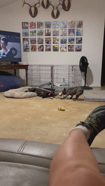 Enlarge Bailey , a Adopted mixed breed in Floresville, TX video 6/11