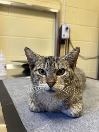 Enlarge Bobby Brown, a Adoptable mixed breed in Sanford, FL image 1/1
