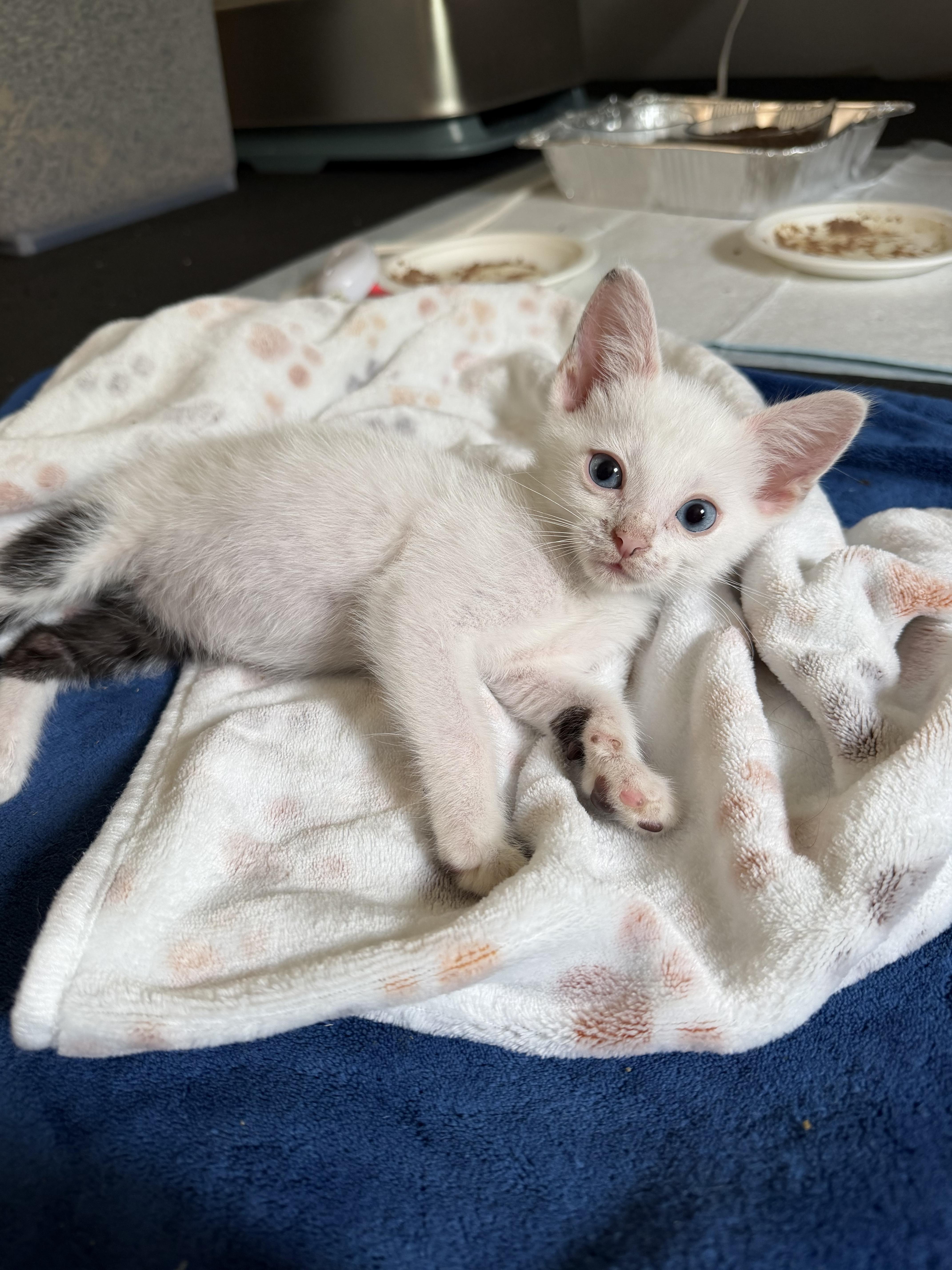 Enlarge Dil, a ADOPTABLE Domestic Short Hair in Columbus, OH image 3/6