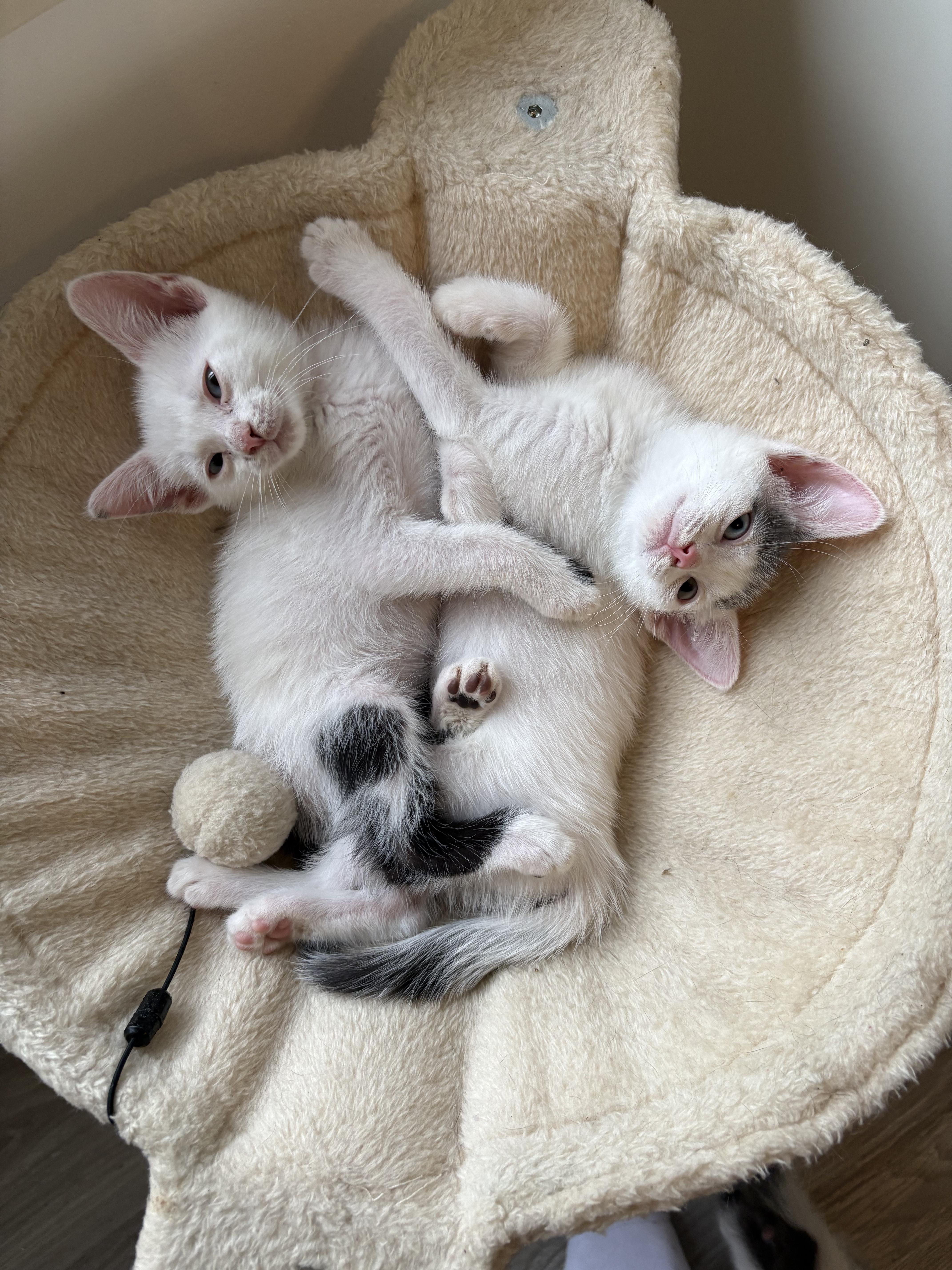Enlarge Dil, a ADOPTABLE Domestic Short Hair in Columbus, OH image 4/6
