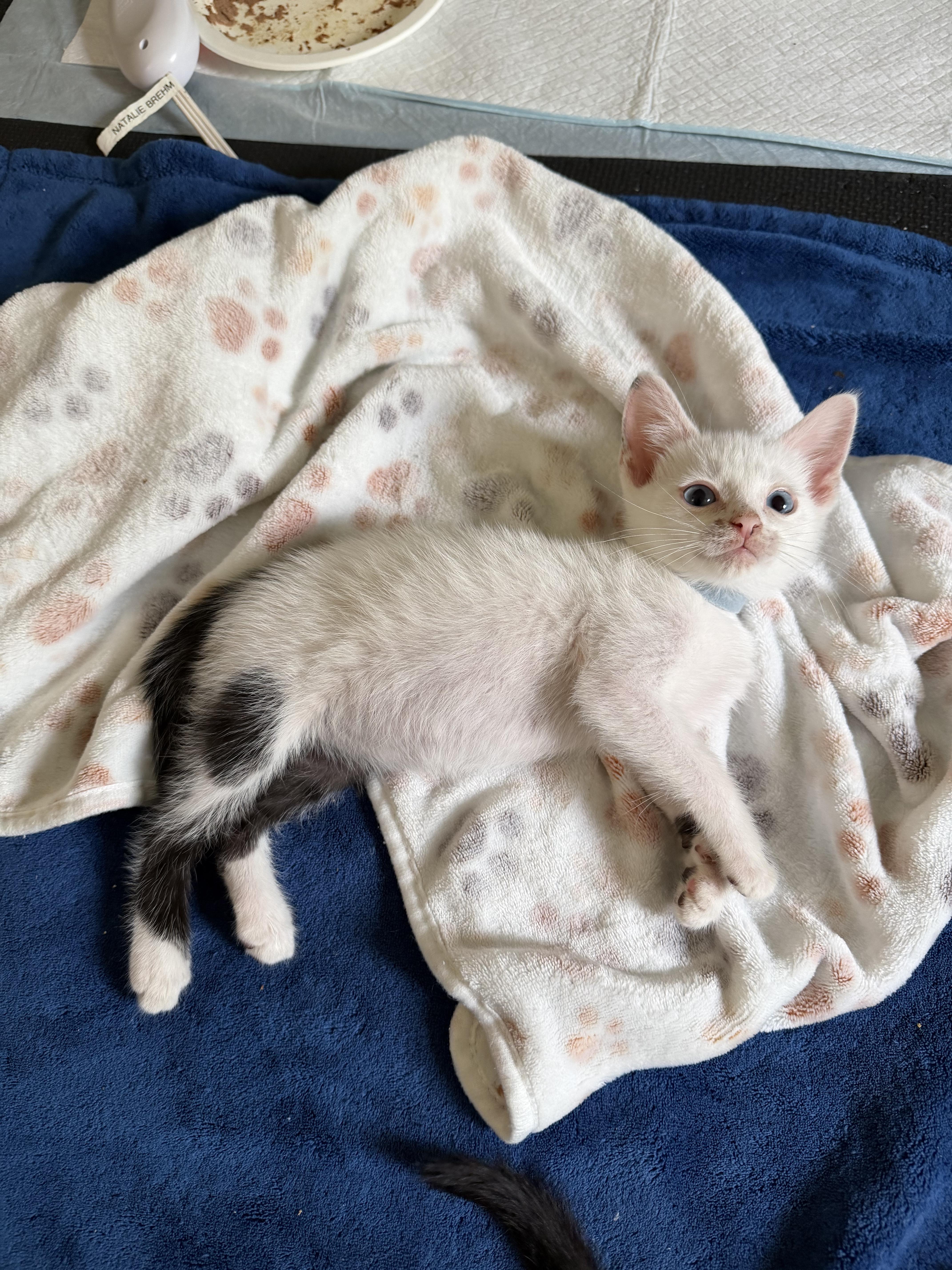 Enlarge Dil, a ADOPTABLE Domestic Short Hair in Columbus, OH image 2/6
