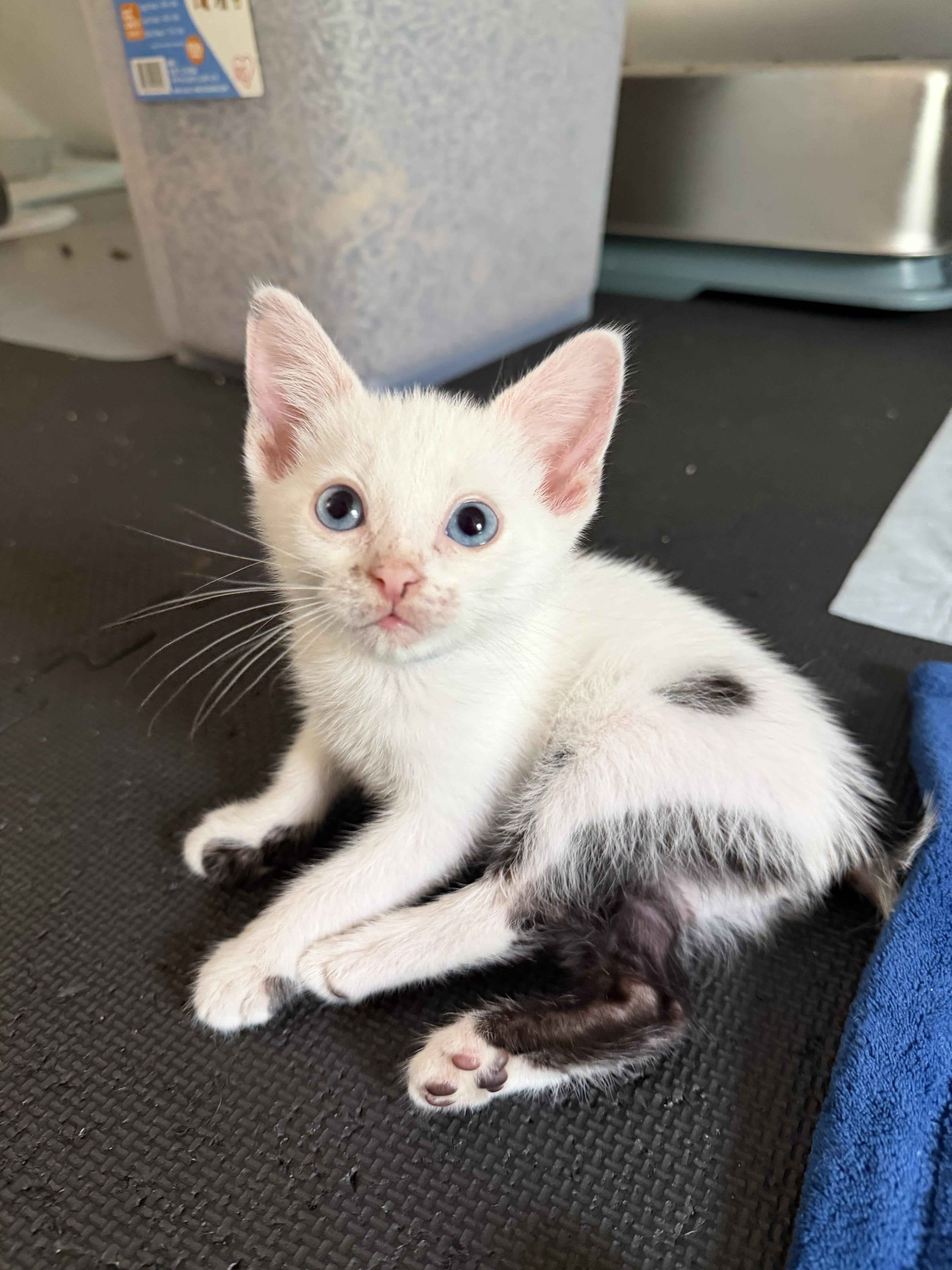 Dil, ADOPTABLE, Kitten Male Domestic Short Hair.