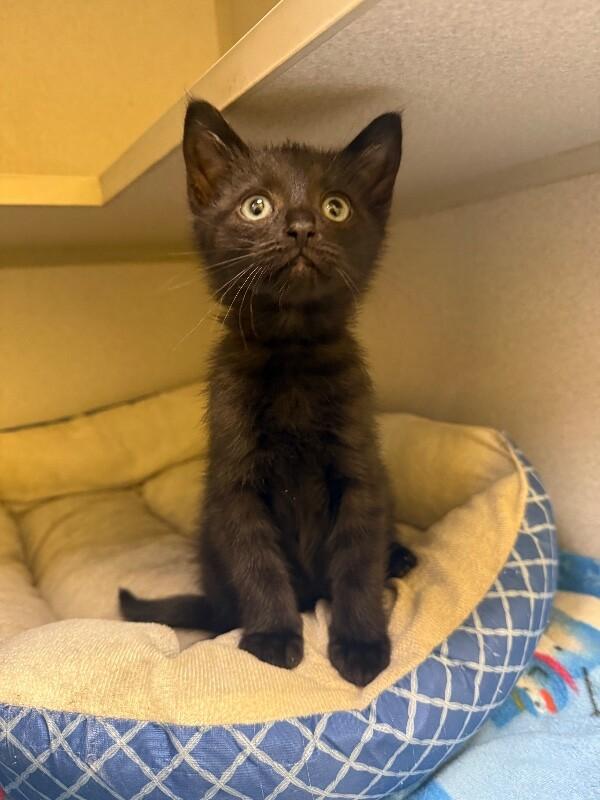Sprout, Adoptable, Young Male Domestic Short Hair.