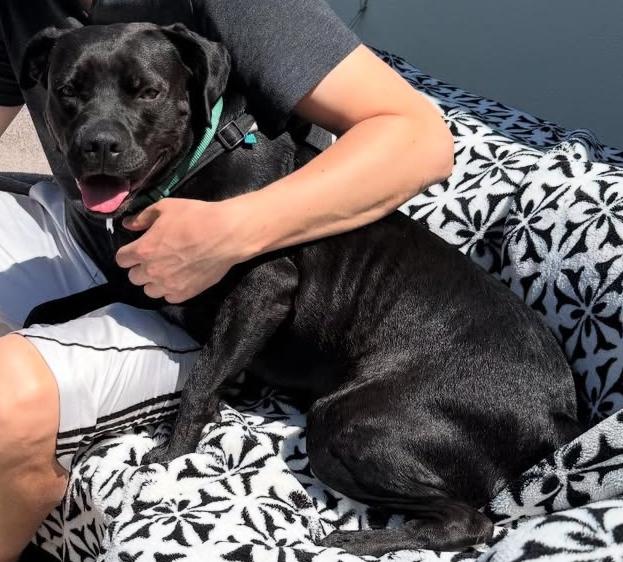 Looking for my happily ever after - I'm a good boy! I'm Mister, a Adoptable mixed breed in San Clemente, CA image 4/6