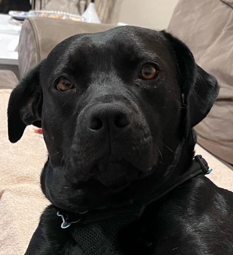 Looking for my happily ever after - I'm a good boy! I'm Mister, a Adoptable mixed breed in San Clemente, CA image 2/6