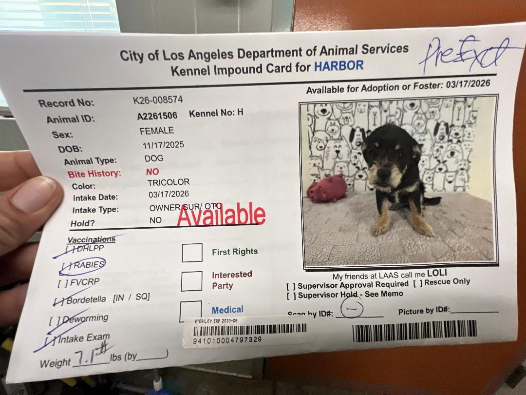 Priscilla, adoptable, Puppy Female Terrier.