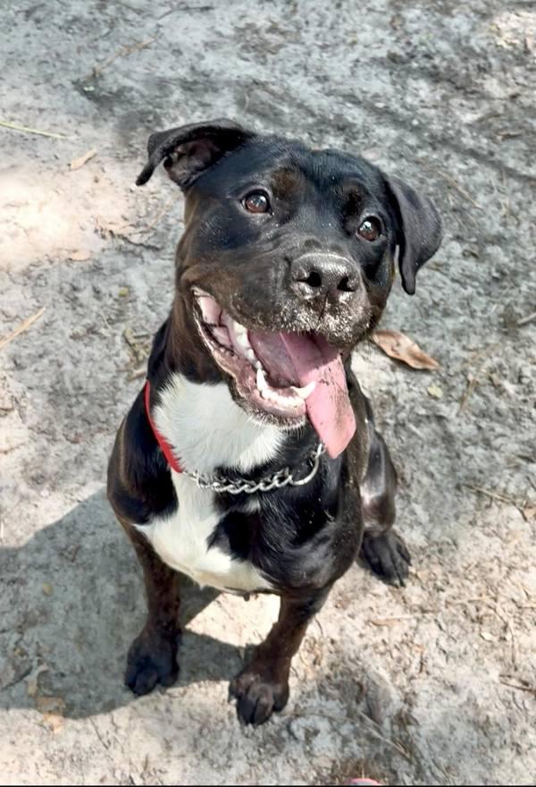 Kanga, Adoptable, Adult Female Pit Bull Terrier.