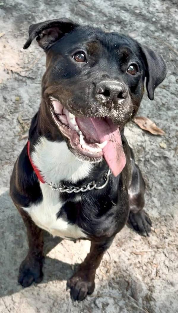 Enlarge Kanga, a Adoptable mixed breed in Salisbury, MD image 2/2