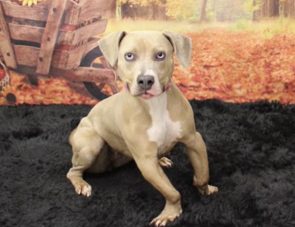 Cyan, Adult Female Pit Bull Terrier