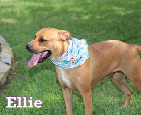 Enlarge ELLIE, a ADOPTABLE mixed breed in Humble, TX image 3/3
