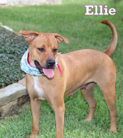 Enlarge ELLIE, a ADOPTABLE mixed breed in Humble, TX image 1/3