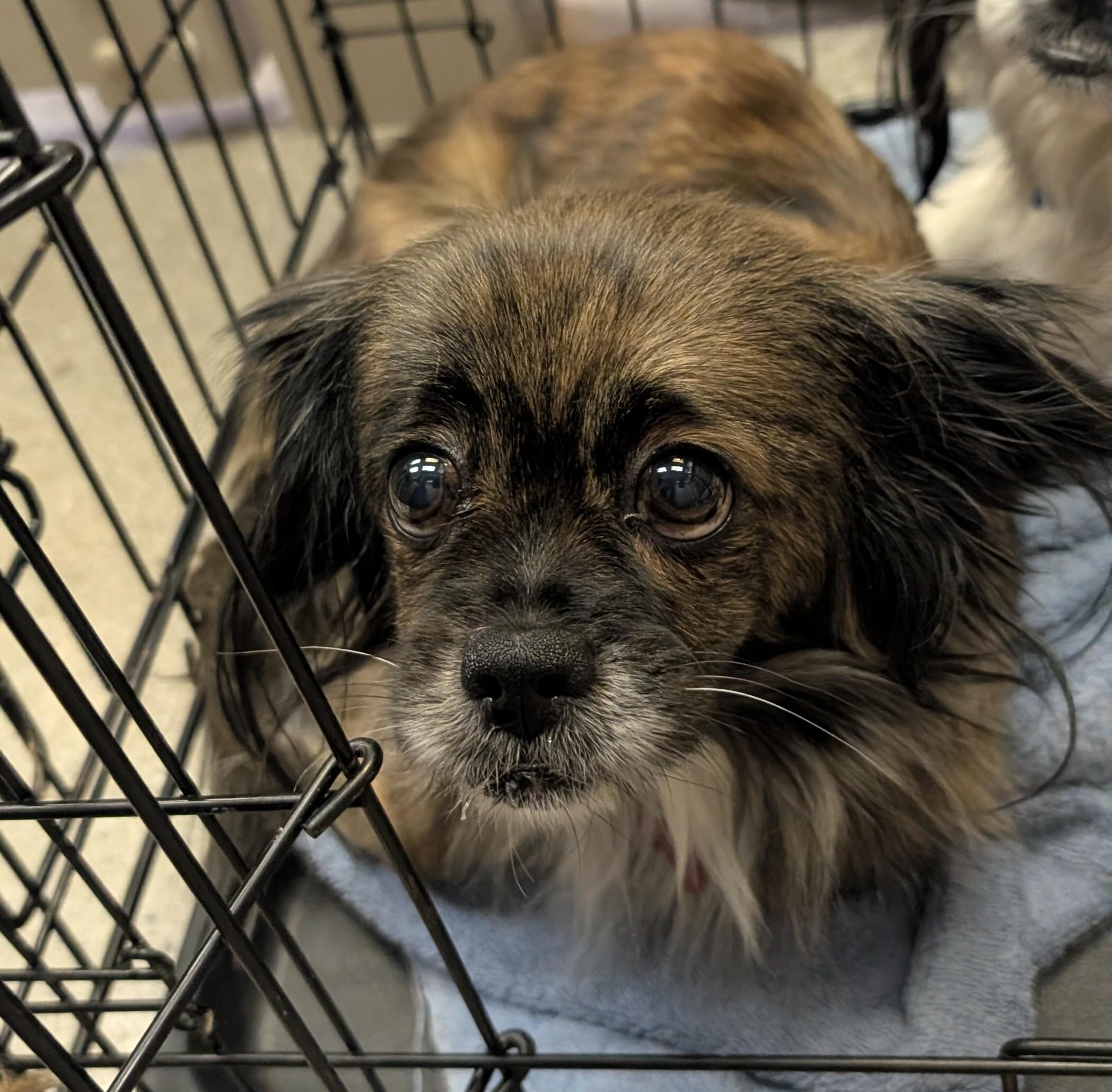 Enlarge Elle Woofs, a ADOPTABLE Pekingese in Thousand Oaks, CA image 2/3