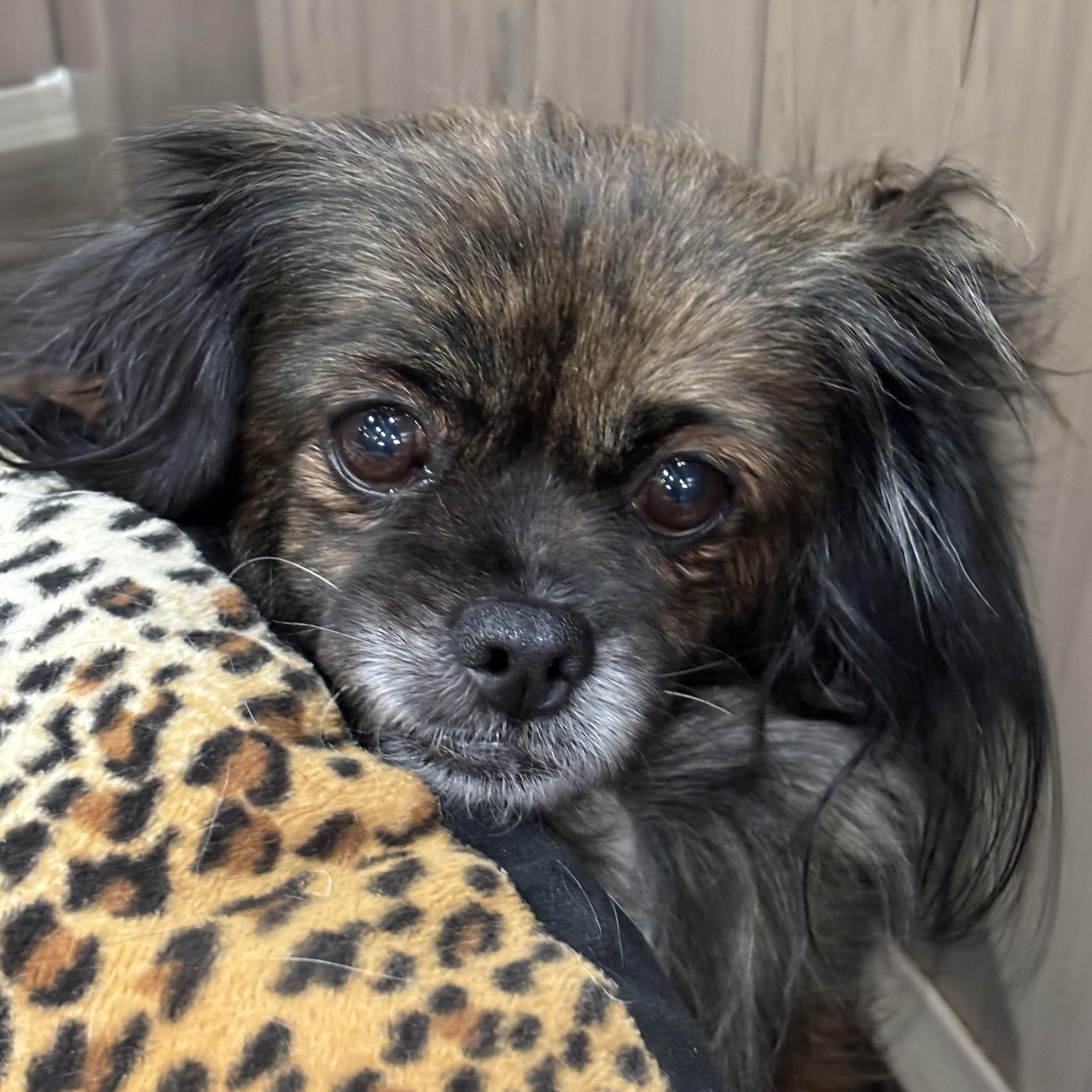 Enlarge Elle Woofs, a ADOPTABLE Pekingese in Thousand Oaks, CA image 1/3