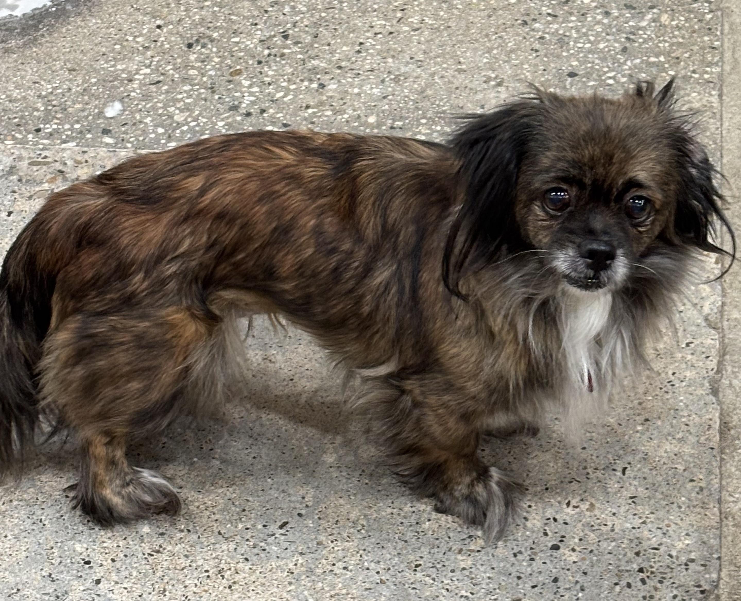 Enlarge Elle Woofs, a ADOPTABLE Pekingese in Thousand Oaks, CA image 3/3