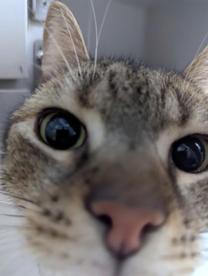 Hemi, Adoptable, Young Male Domestic Short Hair & Domestic Short Hair.