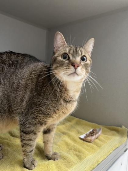 Hemi, a Adoptable Domestic Short Hair in Bensalem, PA image 3/3