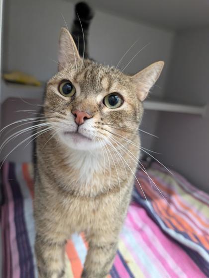 Enlarge Hemi, a Adoptable Domestic Short Hair in Bensalem, PA image 2/3