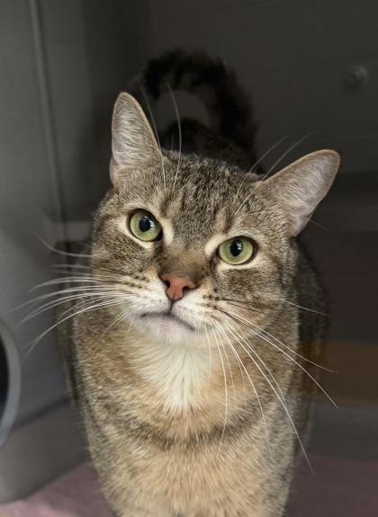 Enlarge Hemi, a Adoptable Domestic Short Hair in Bensalem, PA image 3/3