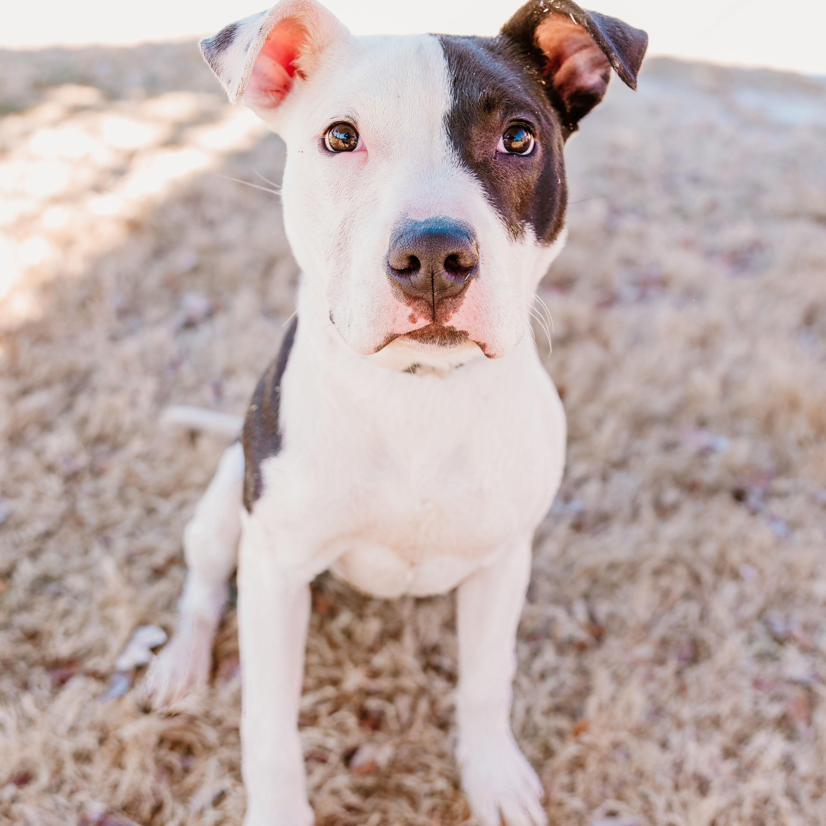 Enlarge Mabel, an adopted mixed breed in Rock Hill, SC image 2/6