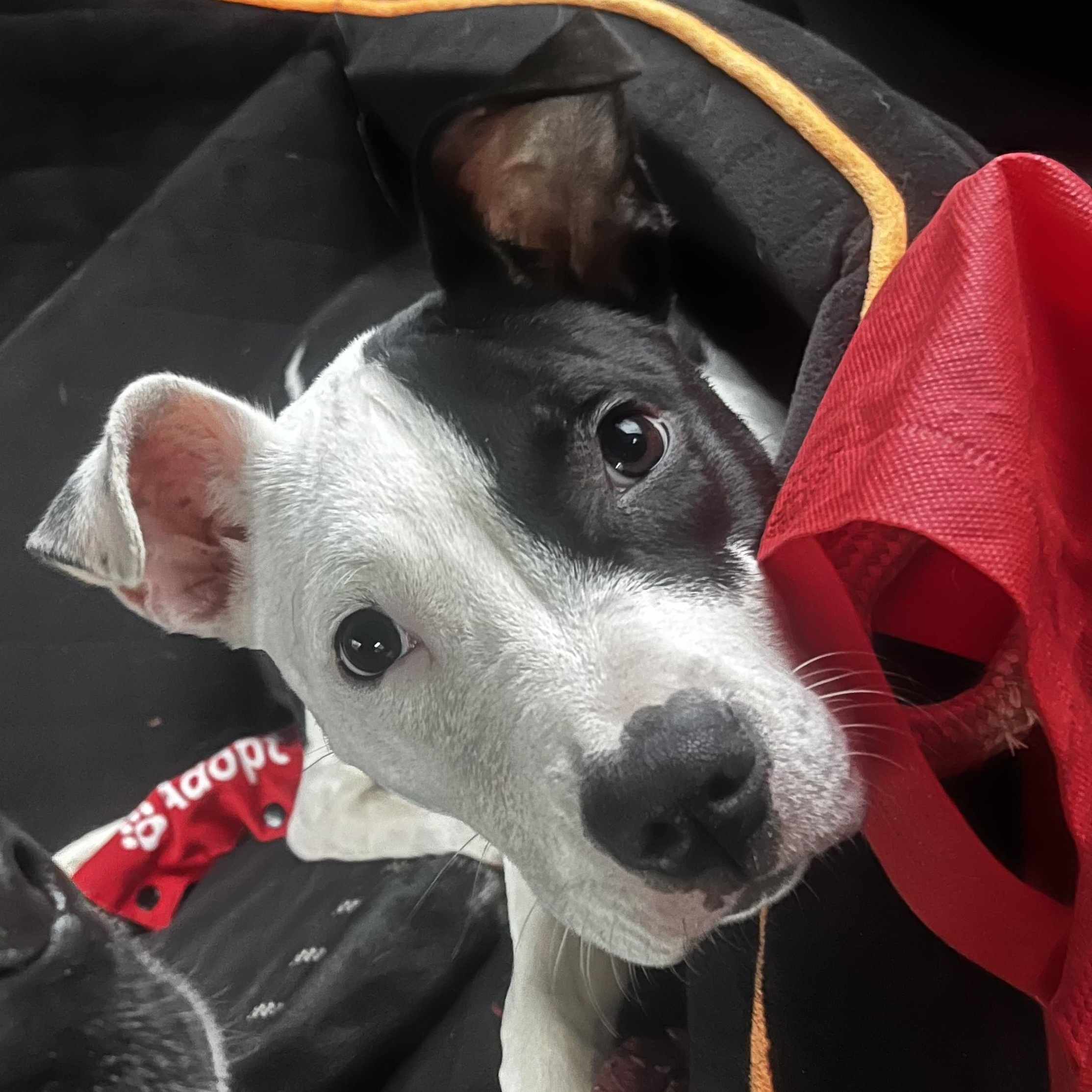 Enlarge Mabel, an adopted mixed breed in Rock Hill, SC image 6/6