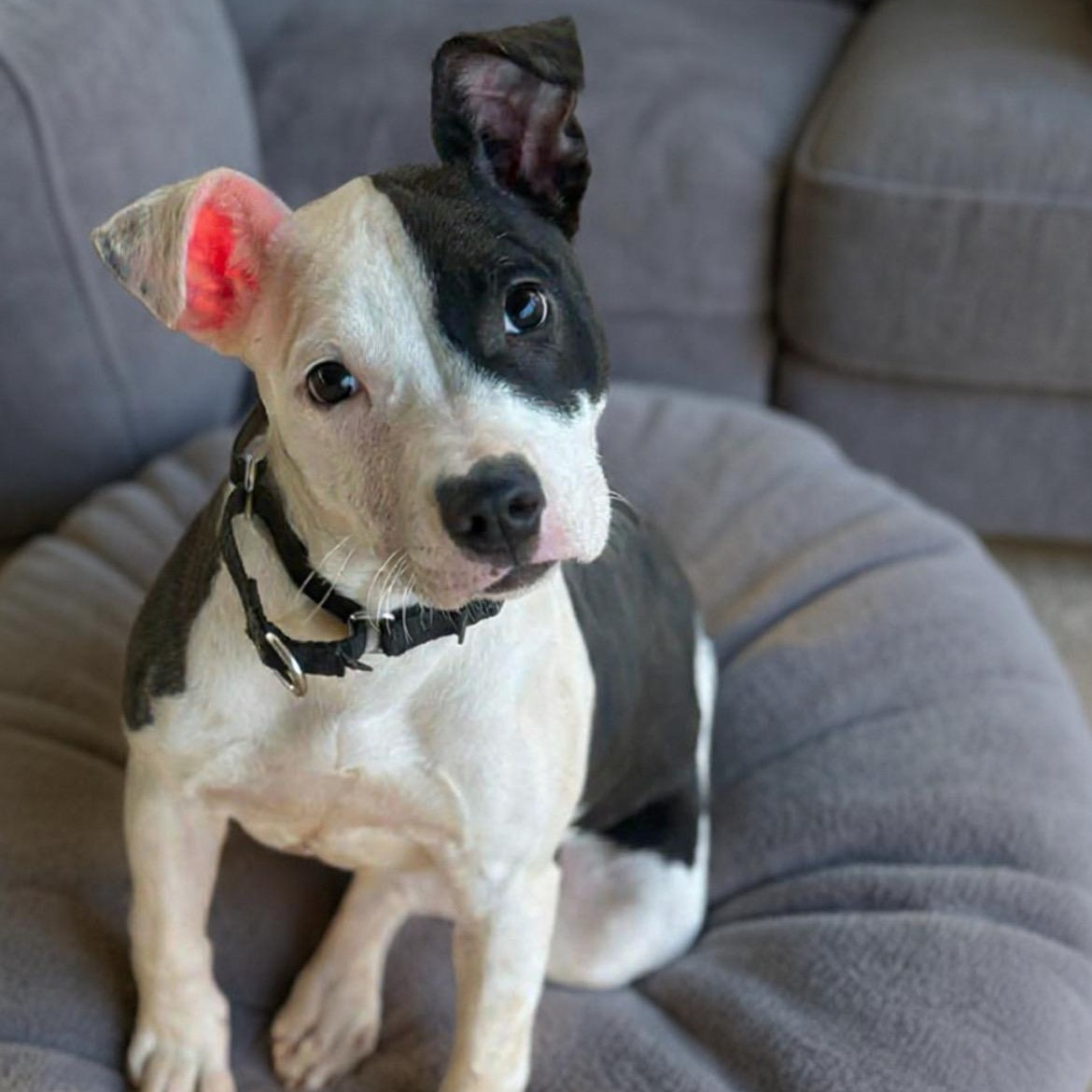 Enlarge Mabel, an adopted mixed breed in Rock Hill, SC image 5/6