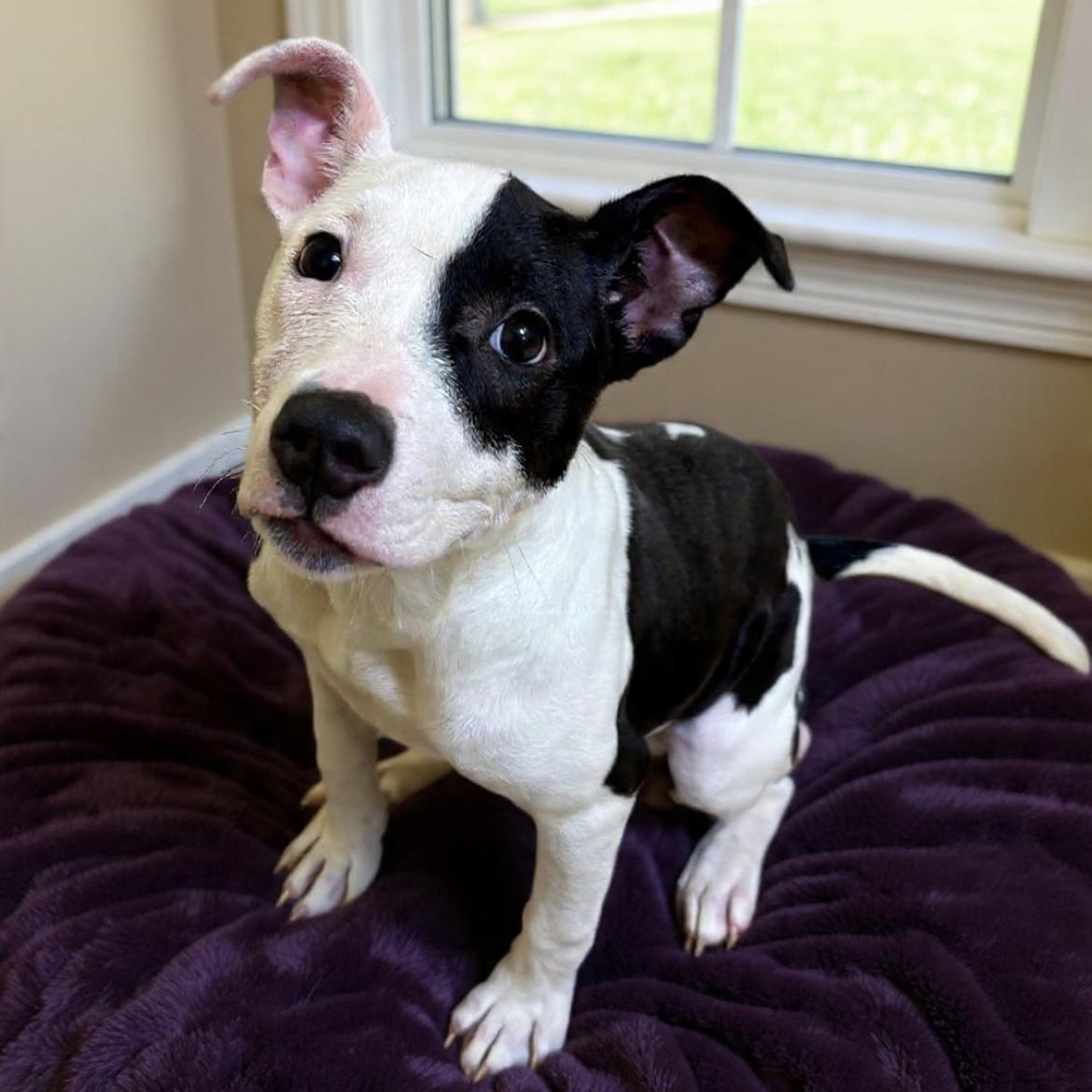 Enlarge Mabel, an adopted mixed breed in Rock Hill, SC image 4/6