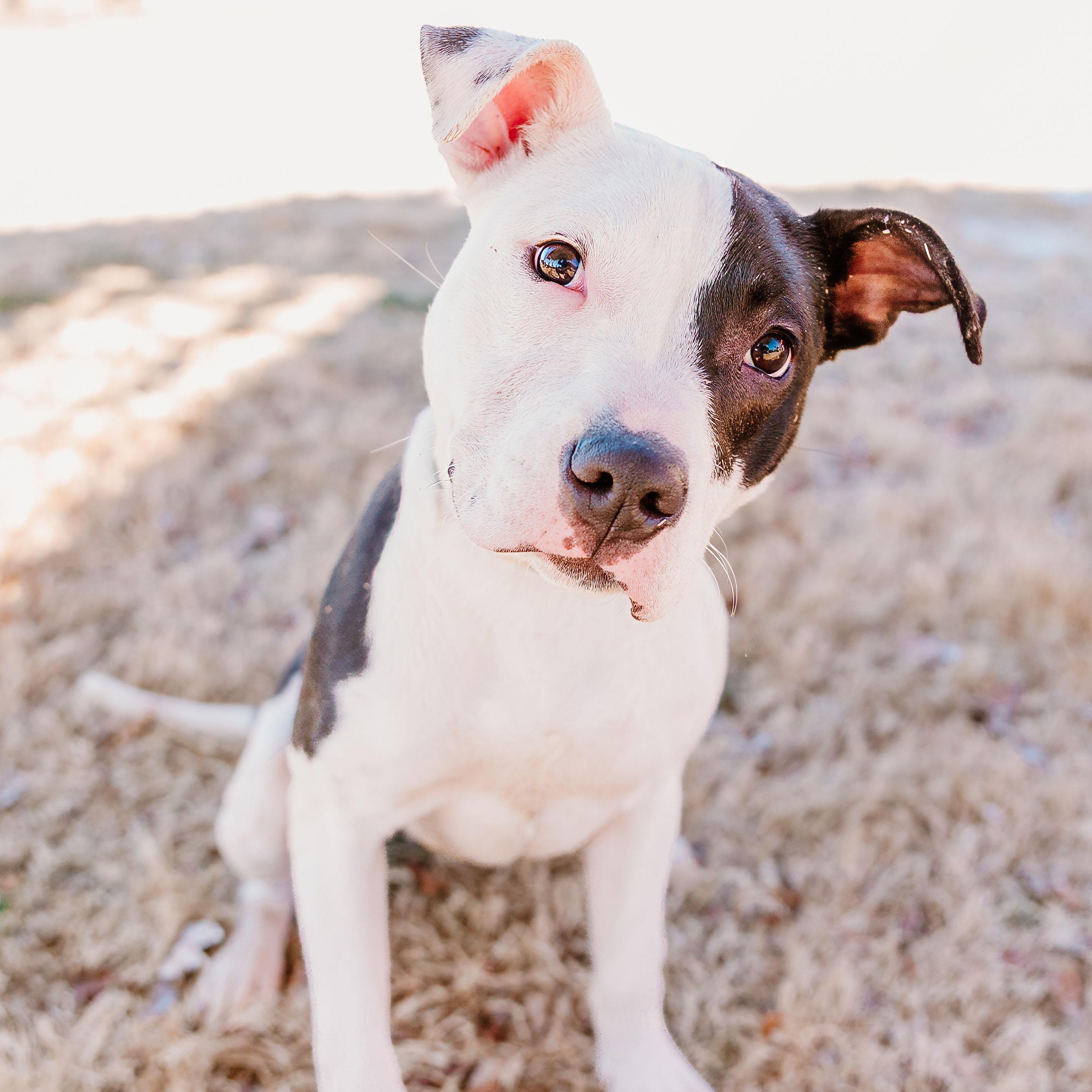 Enlarge Mabel, an adopted mixed breed in Rock Hill, SC image 1/6