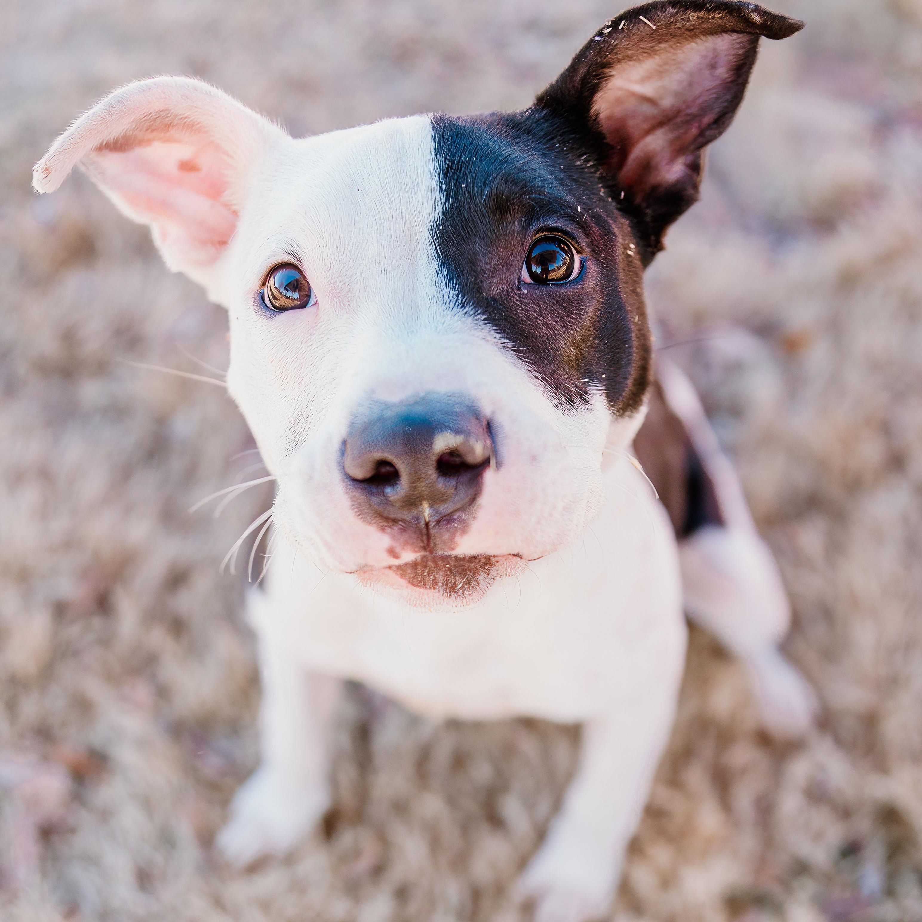 Enlarge Mabel, an adopted mixed breed in Rock Hill, SC image 3/6