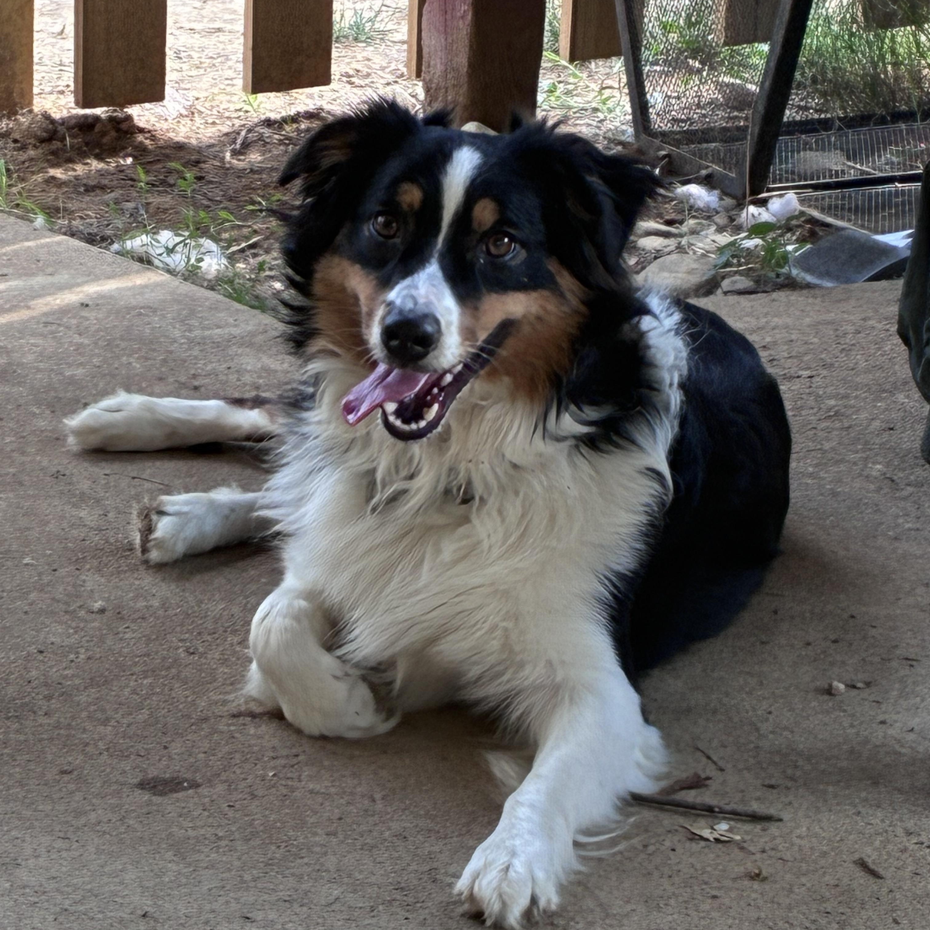 Reese, adopted, Young Male Australian Shepherd & Border Collie.