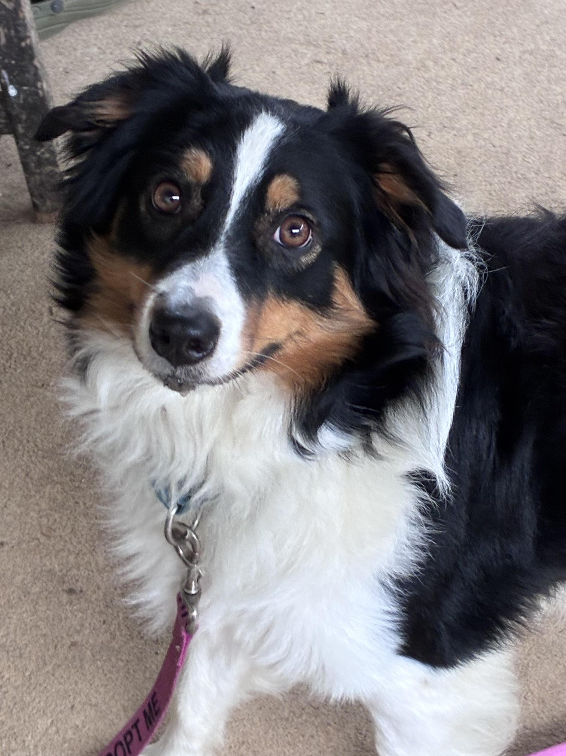 Enlarge Reese, an adopted mixed breed in Lincoln University, PA image 2/3