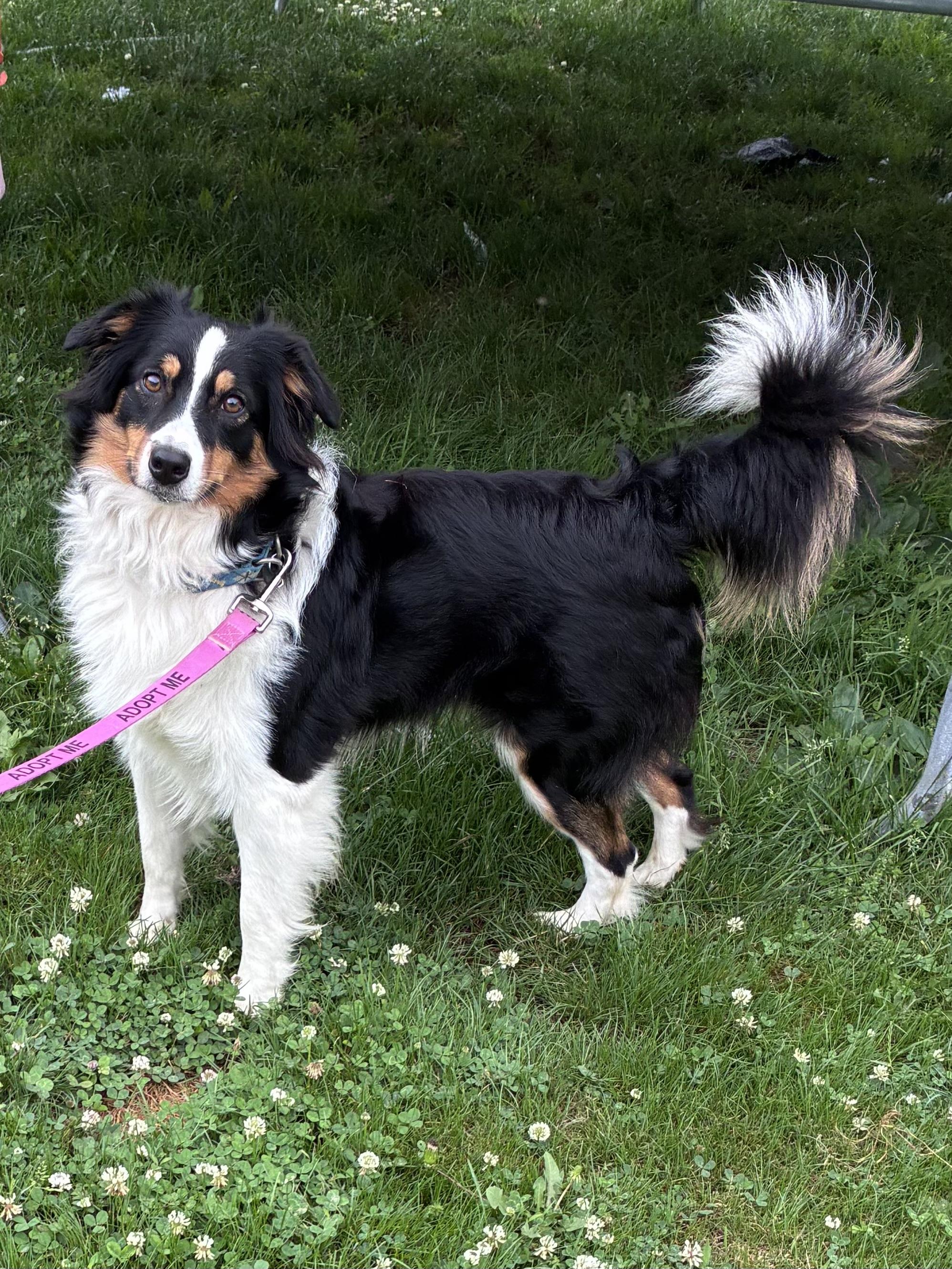 Enlarge Reese, an adopted mixed breed in Lincoln University, PA image 3/3