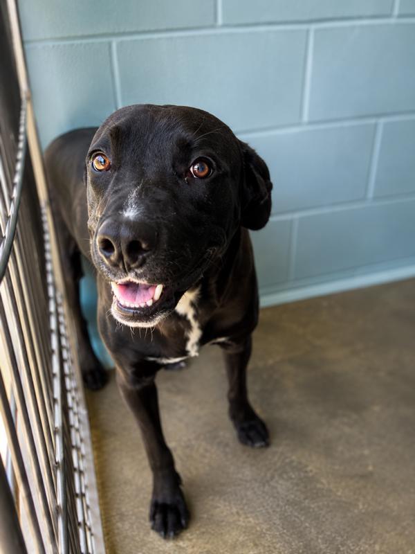 Enlarge Teurlings, a Adoptable mixed breed in Lafayette, LA image 1/1