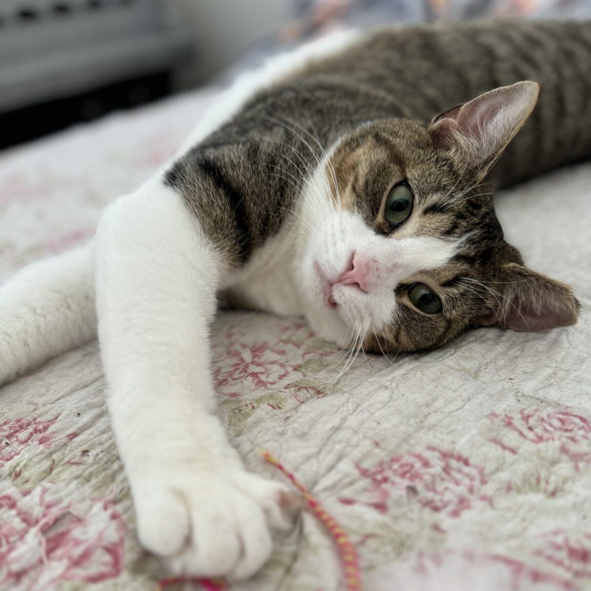 Enlarge Herman & Gertrude, a Adoptable Domestic Short Hair in Philadelphia, PA image 3/6