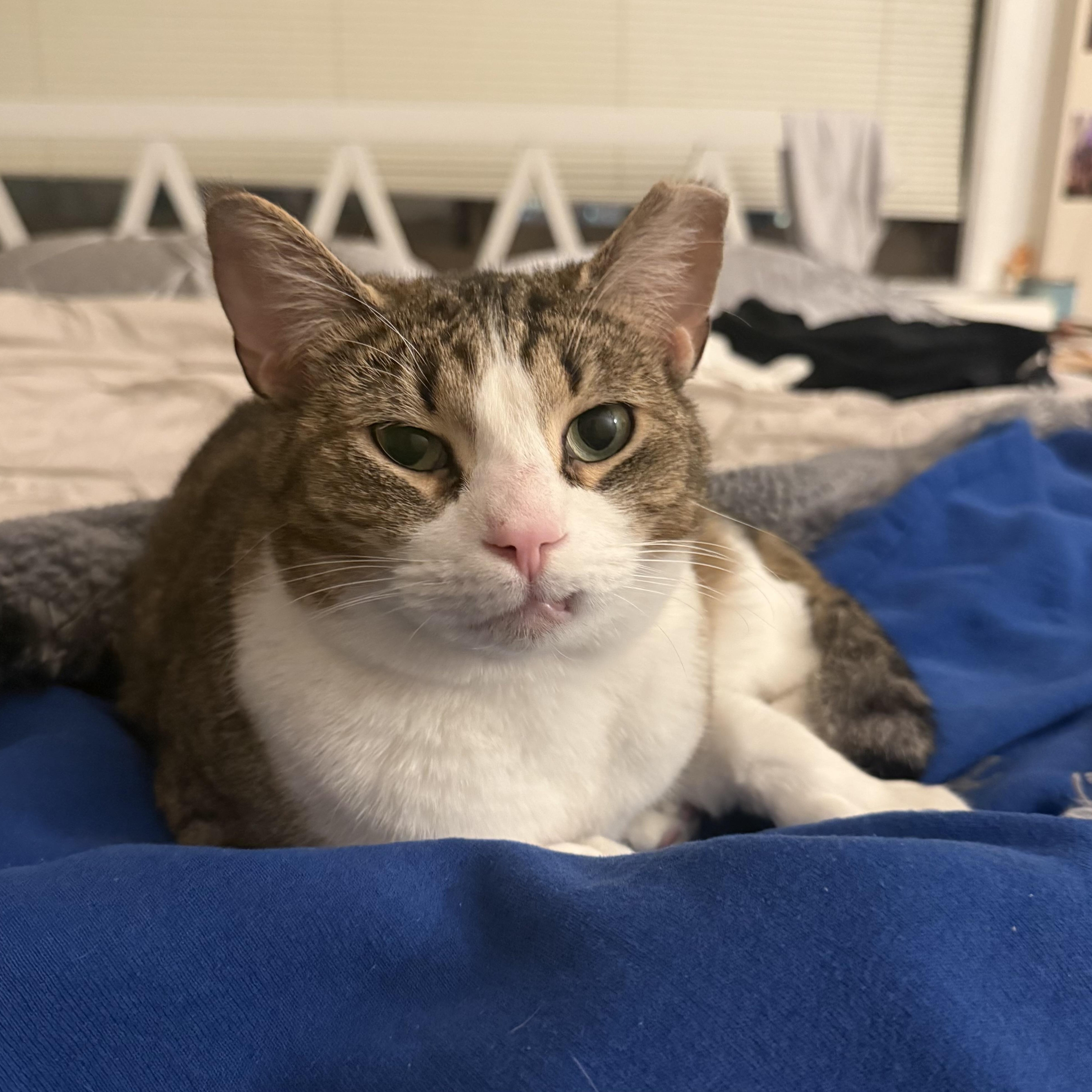 Enlarge Herman & Gertrude, a Adoptable Domestic Short Hair in Philadelphia, PA image 4/6