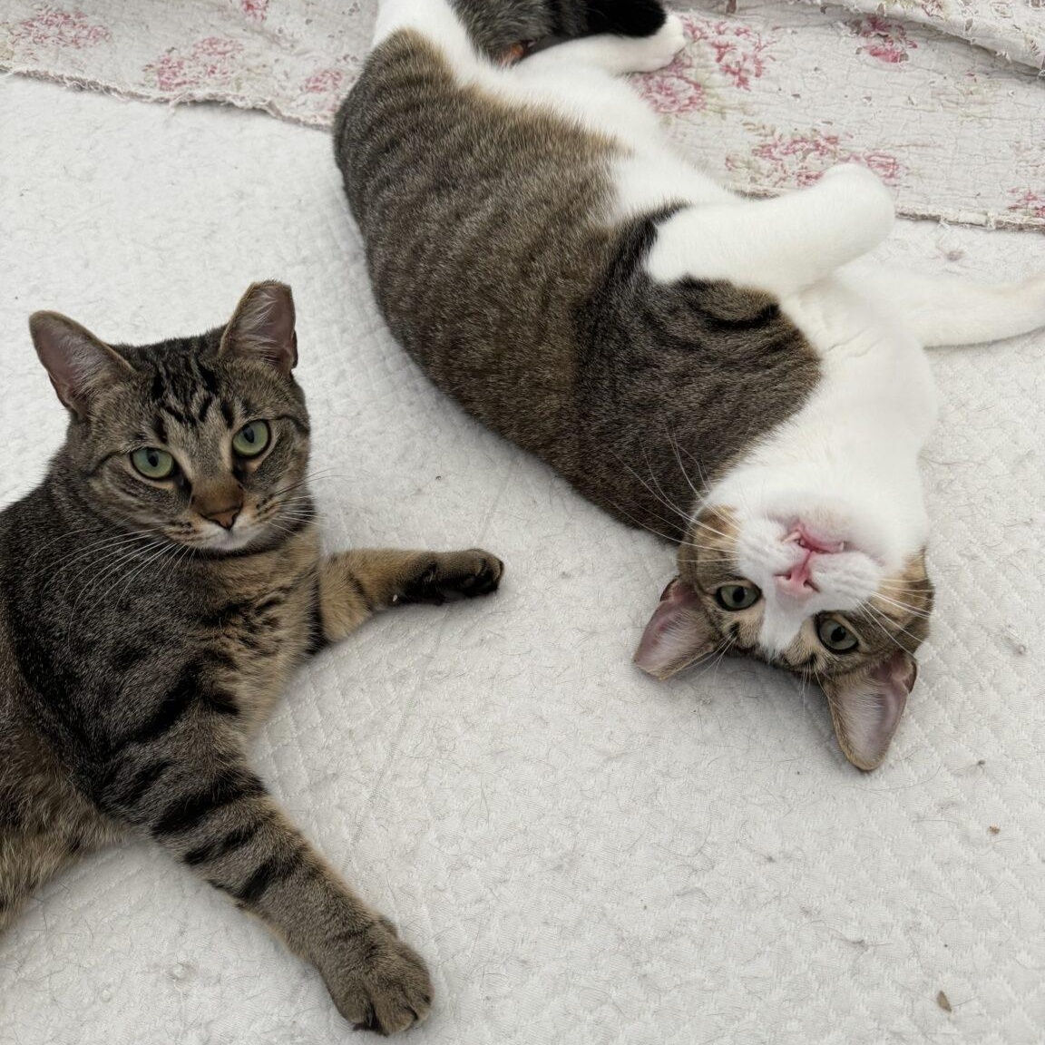 Herman & Gertrude, Adoptable, Adult Female Domestic Short Hair.