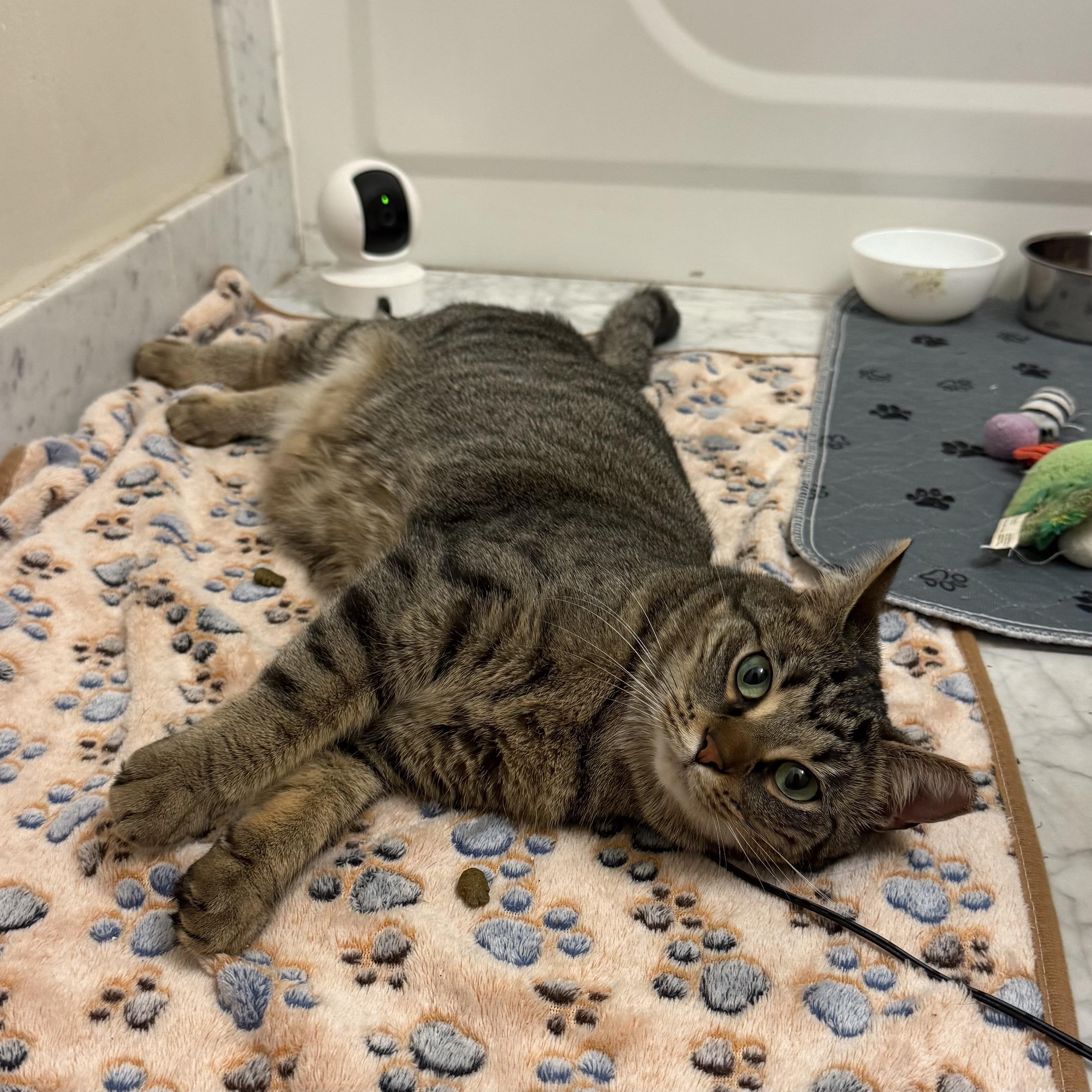 Enlarge Herman & Gertrude, a Adoptable Domestic Short Hair in Philadelphia, PA image 5/6